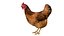 Chicken Farm Objets 11 in 1