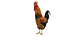 Chicken Farm Objets 11 in 1