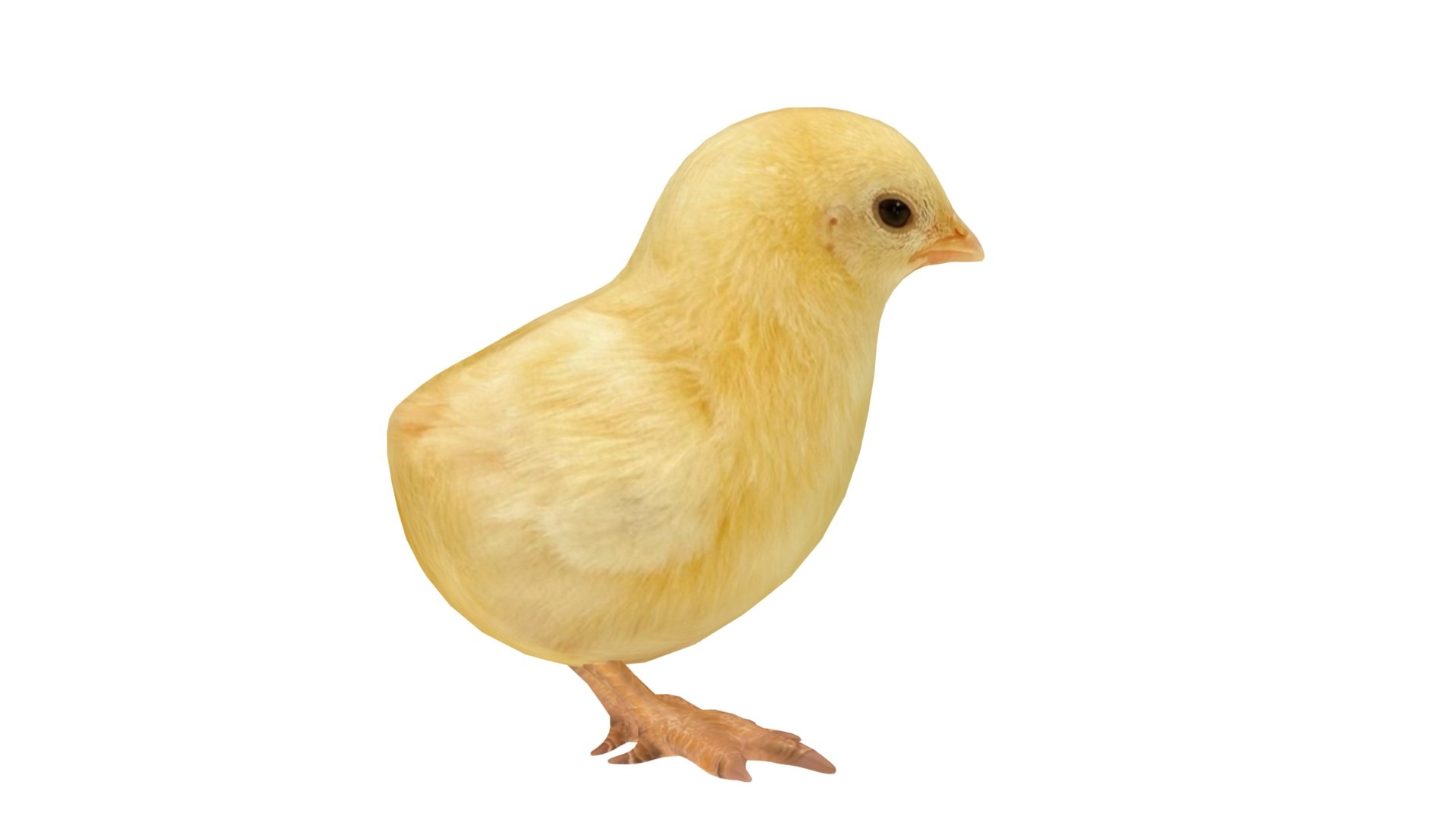 chicken farm objets 11 3D https://p.turbosquid.com/ts-thumb/1F/8S9ws2/pMoQhyvC/004/jpg/1607190168/1920x1080/fit_q87/8f7000450363b92646128b614e61392cd2969986/004.jpg