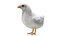 Chicken Farm Objets 11 in 1