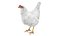 Chicken Farm Objets 11 in 1