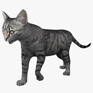Cat 3 Pose 1
