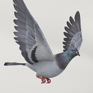 Low Poly Pigeon Rigged For Maya