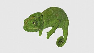 3D Low Poly Chameleon Rigged With Realistic Texture model