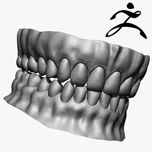 3d teeth base mesh zbrush