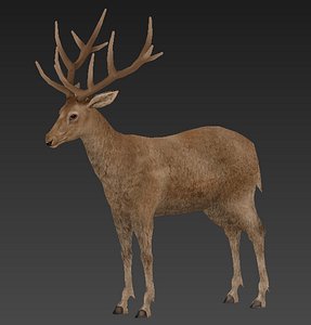 3D deer