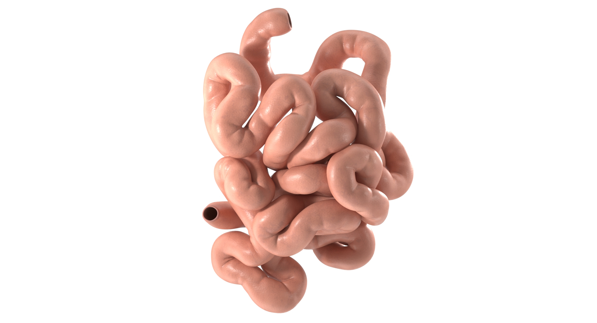 Small Intestine PBR Model - TurboSquid 2503878