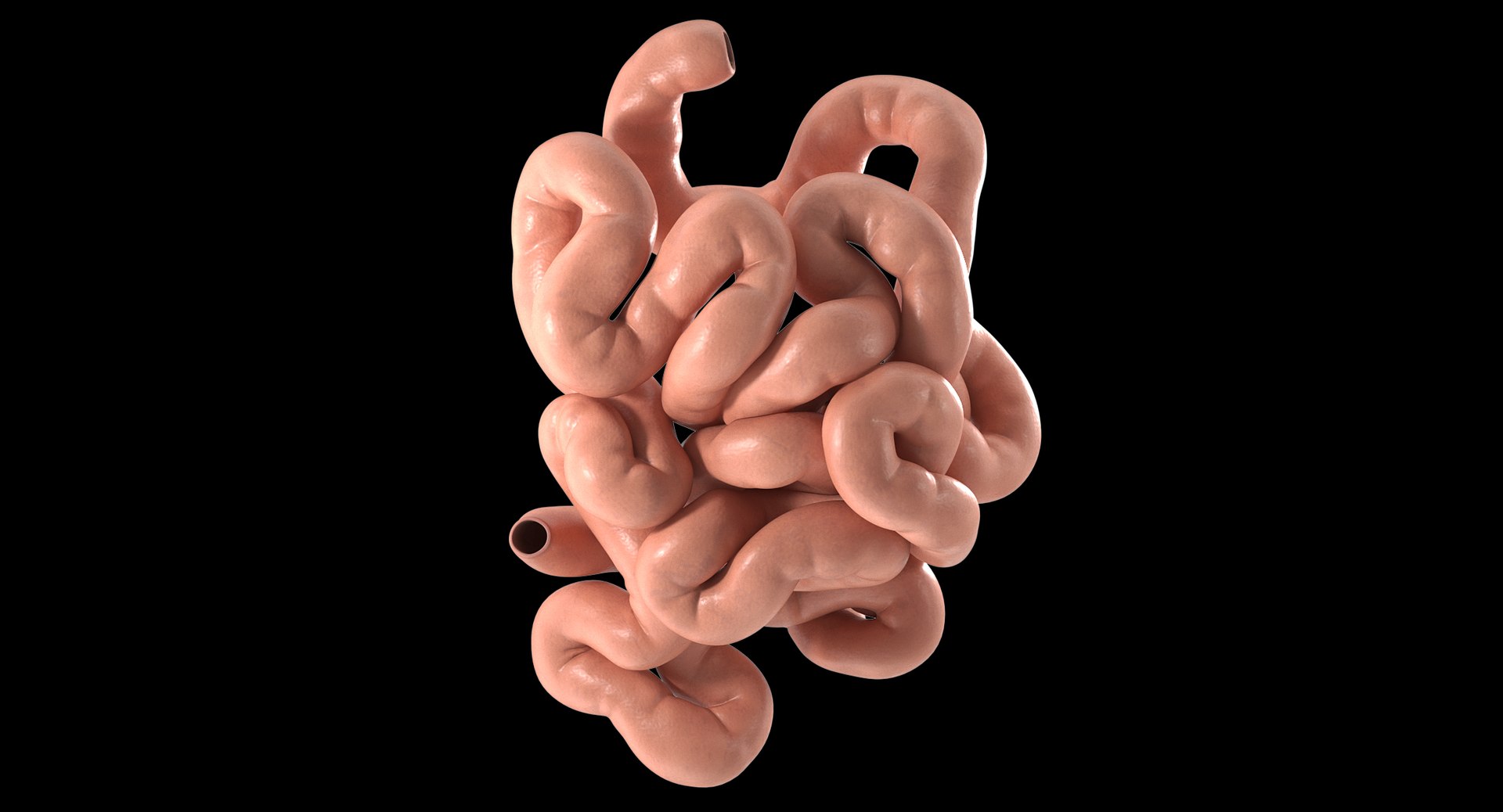 Small Intestine PBR model https://p.turbosquid.com/ts-thumb/1F/eqf542/ld/01black/jpg/1765907902/1920x1080/fit_q87/335c28c8ac65ec5c0684459bd70029fb0e118ff7/01black.jpg