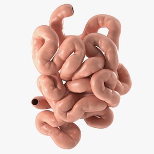 Small Intestine PBR