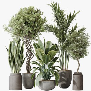 AV Indoor plants set 182 Areca Majesty Palm and Ficus Elastica Robusta and Olive Elegant Mission and 3D