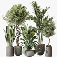AV Indoor plants set 182 Areca Majesty Palm and Ficus Elastica Robusta and Olive Elegant Mission and