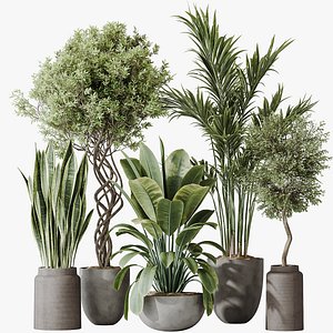 AV Indoor plants set 182 Areca Majesty Palm and Ficus Elastica Robusta and Olive Elegant Mission and