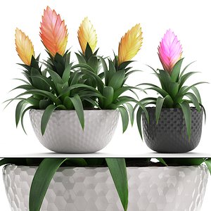 3D tropical plant bromelia