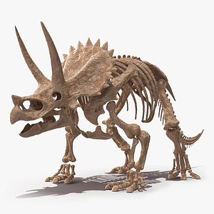 3D triceratops skeleton fossil