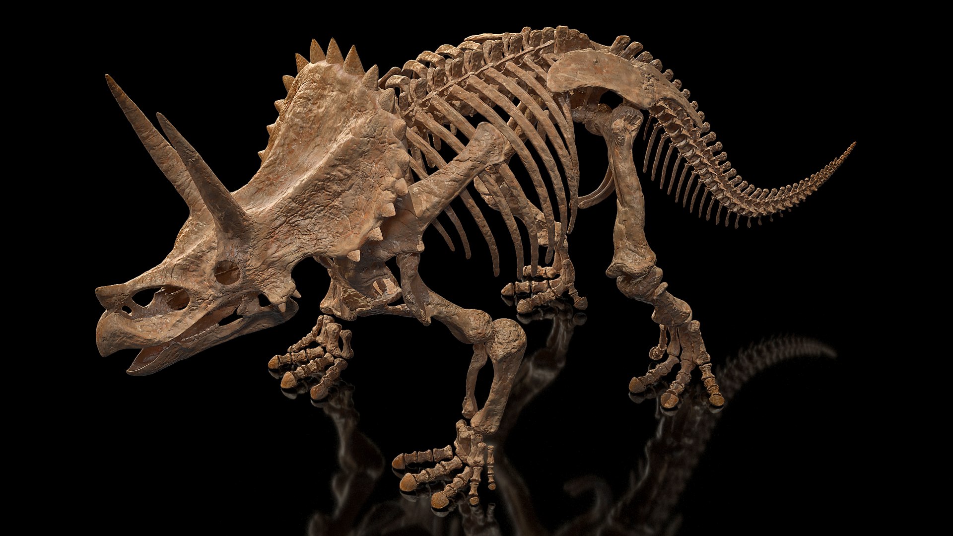 Triceratops Skeleton Fossil 3D model preview