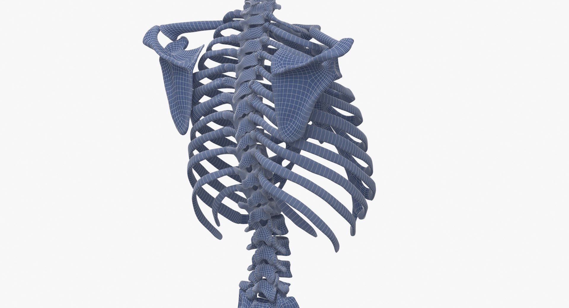 3D Real Human Rib Cage Model - TurboSquid 1644841