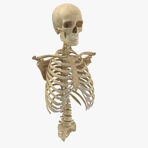 3D real human rib cage model