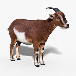 goat fur 3d model