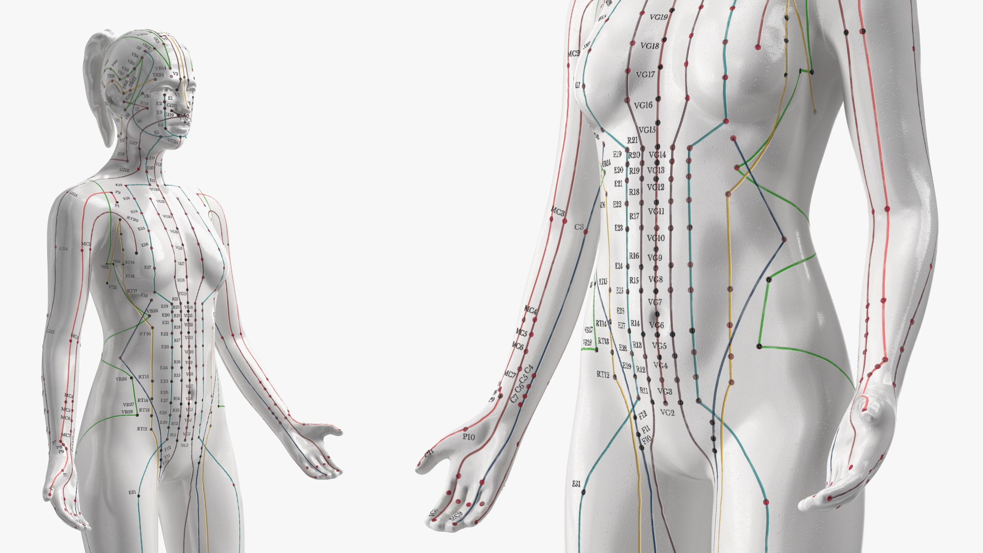 Acupuncture Mannequins Collection 3D Model - TurboSquid 2298931