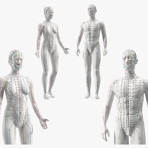 Acupuncture Mannequins Collection 3D model