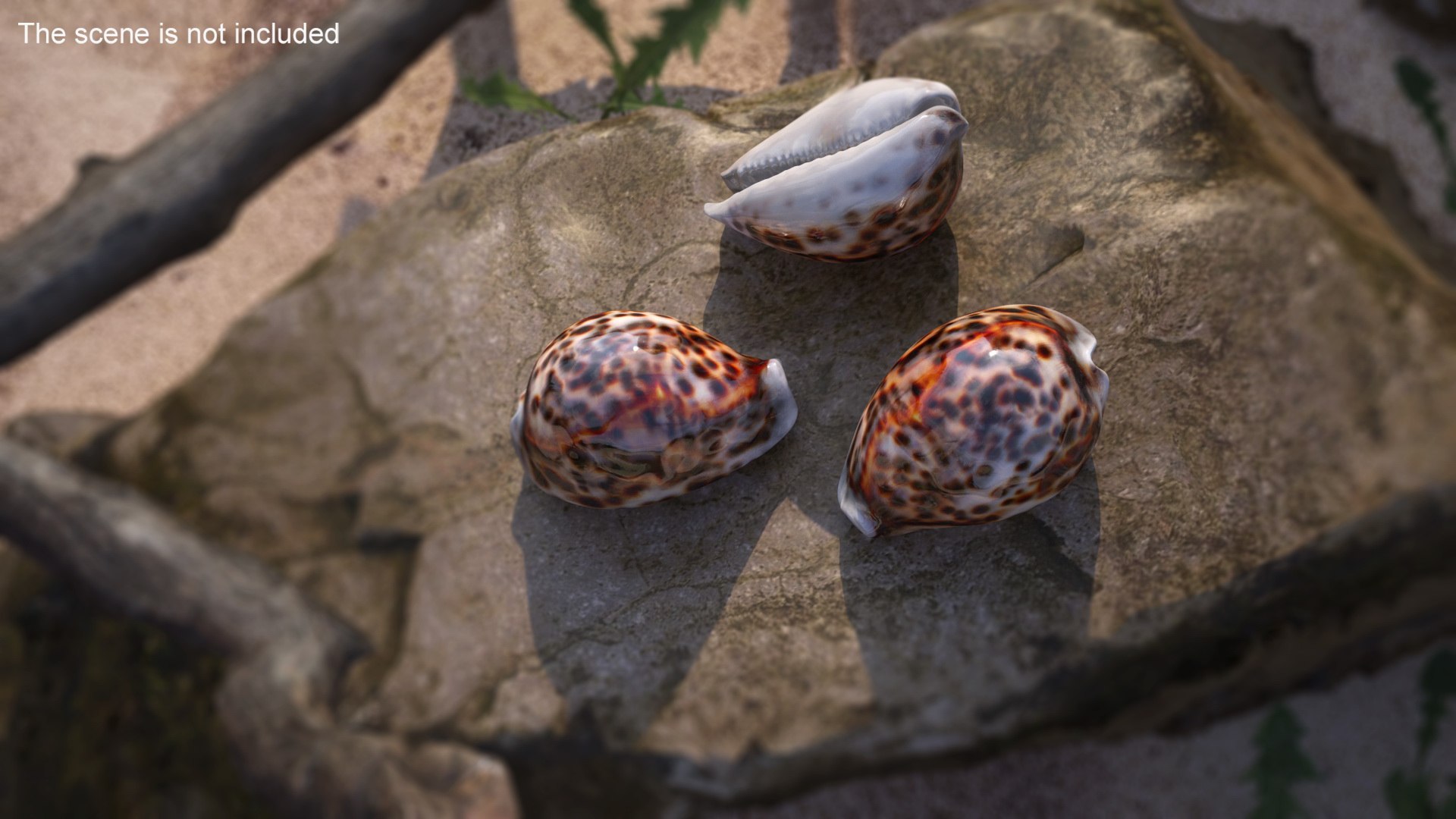 Tiger Cowrie Shell 3D https://p.turbosquid.com/ts-thumb/1G/tS8ycM/3G/tigercowrieshell3dmodel003/jpg/1670375783/1920x1080/fit_q87/0517540a8099aa85ed8de9264aec59c8e91d6230/tigercowrieshell3dmodel003.jpg