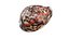 Tiger Cowrie Shell