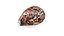 Tiger Cowrie Shell