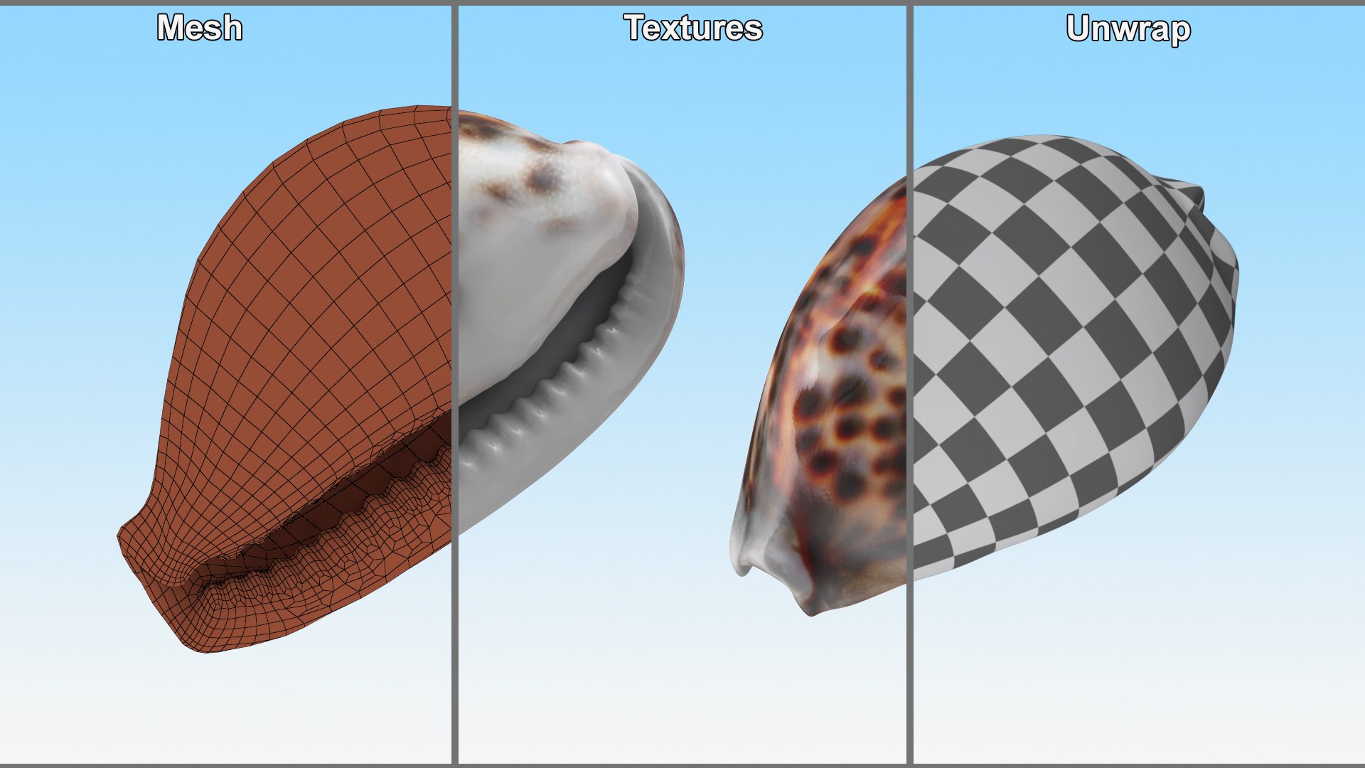 Tiger Cowrie Shell 3D https://p.turbosquid.com/ts-thumb/1G/tS8ycM/LN/tigercowrieshell3dmodel010/jpg/1670375808/1920x1080/fit_q87/dcf41ac7c15731aa82f87d2ae4e1aad82a96560a/tigercowrieshell3dmodel010.jpg