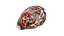 Tiger Cowrie Shell