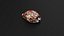 Tiger Cowrie Shell