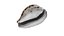 Tiger Cowrie Shell