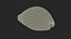 Tiger Cowrie Shell