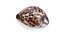 Tiger Cowrie Shell