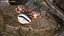 Tiger Cowrie Shell