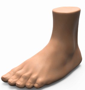 3D model foot