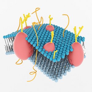 3d max membrane cell