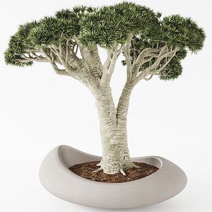 Bonsai Pot