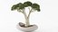 Bonsai Pot