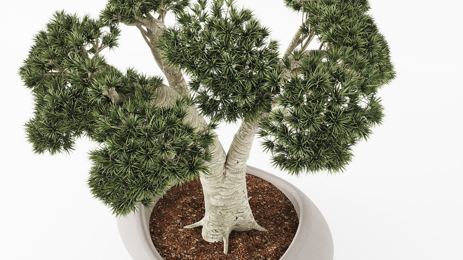 3D Bonsai Pot https://p.turbosquid.com/ts-thumb/1H/KVgBxZ/Fv/l3/jpg/1708327358/1920x1080/fit_q87/91c666bf17f9b1e3574be6a7acfc70944d82529e/l3.jpg