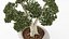 Bonsai Pot