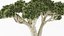 Bonsai Pot