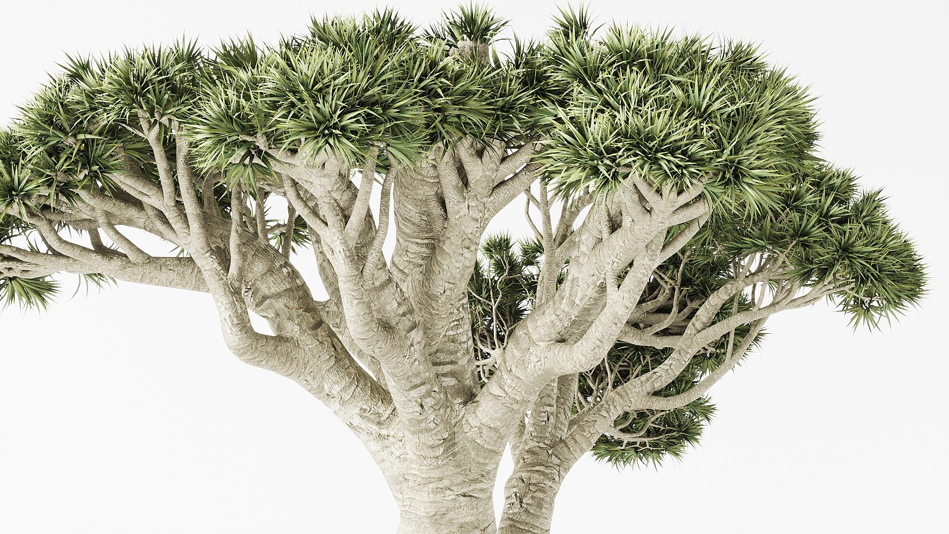3D Bonsai Pot https://p.turbosquid.com/ts-thumb/1H/KVgBxZ/VI/l4/jpg/1708327363/1920x1080/fit_q87/c9e9ba124c446891477e4a33d98dd1cbb6e91610/l4.jpg