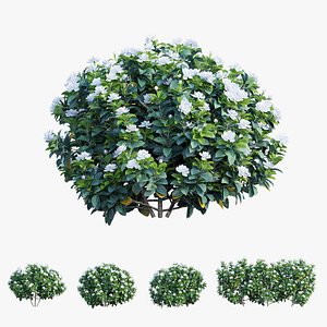 3D model gardenia angustifolia merr plant