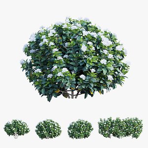 Gardenia angustifolia Merr 05