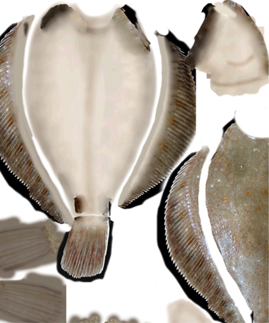 3d plaice flatfish https://p.turbosquid.com/ts-thumb/1H/MaokxC/UBtvQVFc/plaicepromotex/jpg/1258557305/1920x1080/fit_q87/184958308f03f2ada88397d277e9f2bb06d68668/plaicepromotex.jpg