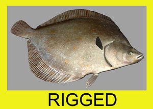 plaice