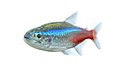 Tetra Fish