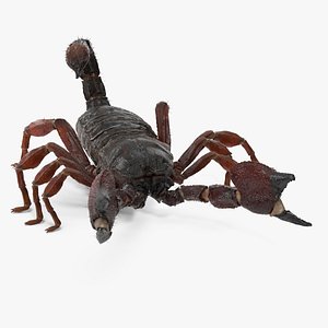3D Realistic Scorpion Strikes Fur Animated Rigged for Maya