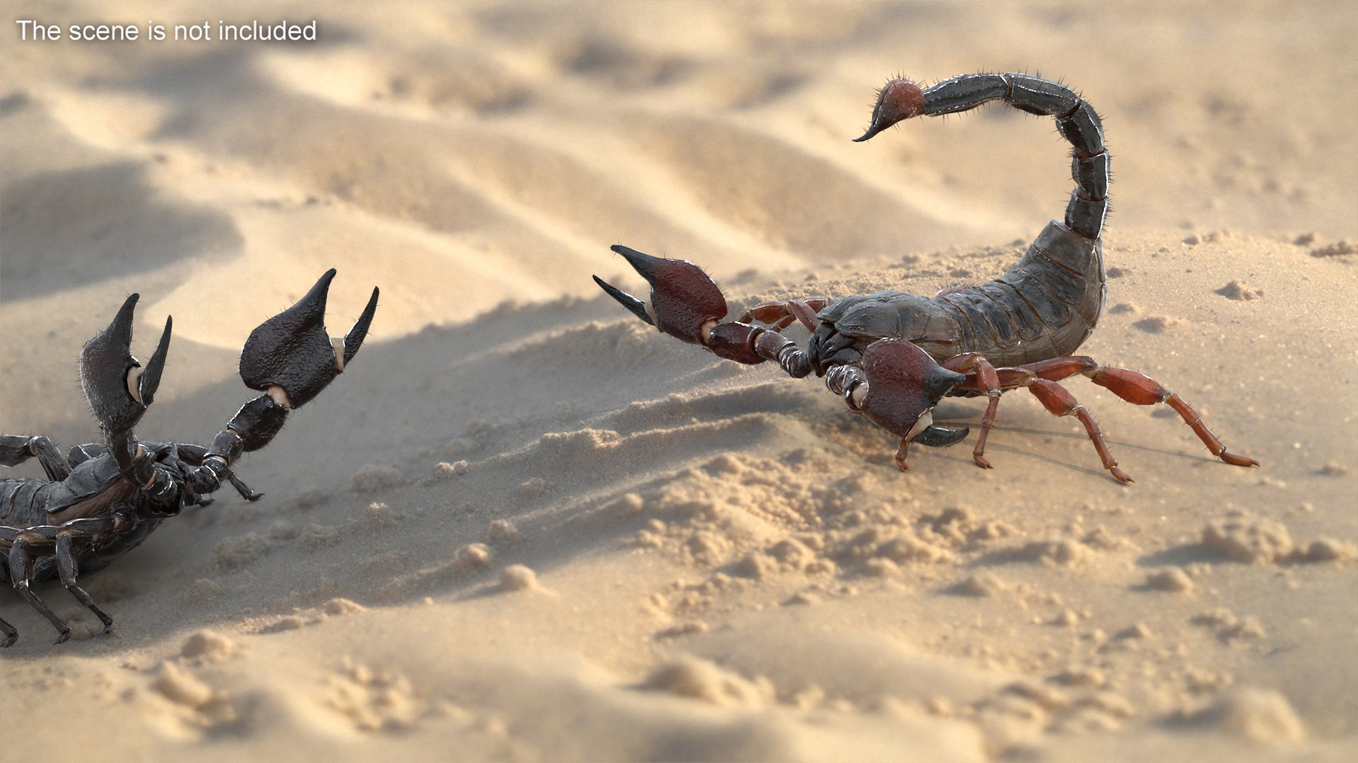Realistic Scorpion Strikes Fur Animated Rigged for Maya 3D model preview