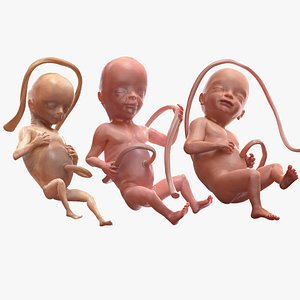 3D Second Trimester Human Embryos Rigged Collection for Maya